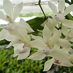 ZYGONISIA CYNOSURE Dove of Peace