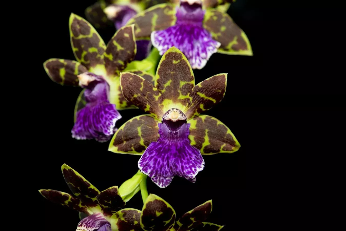 Zygopetalum Advance Australia'HOF' AM/AOS