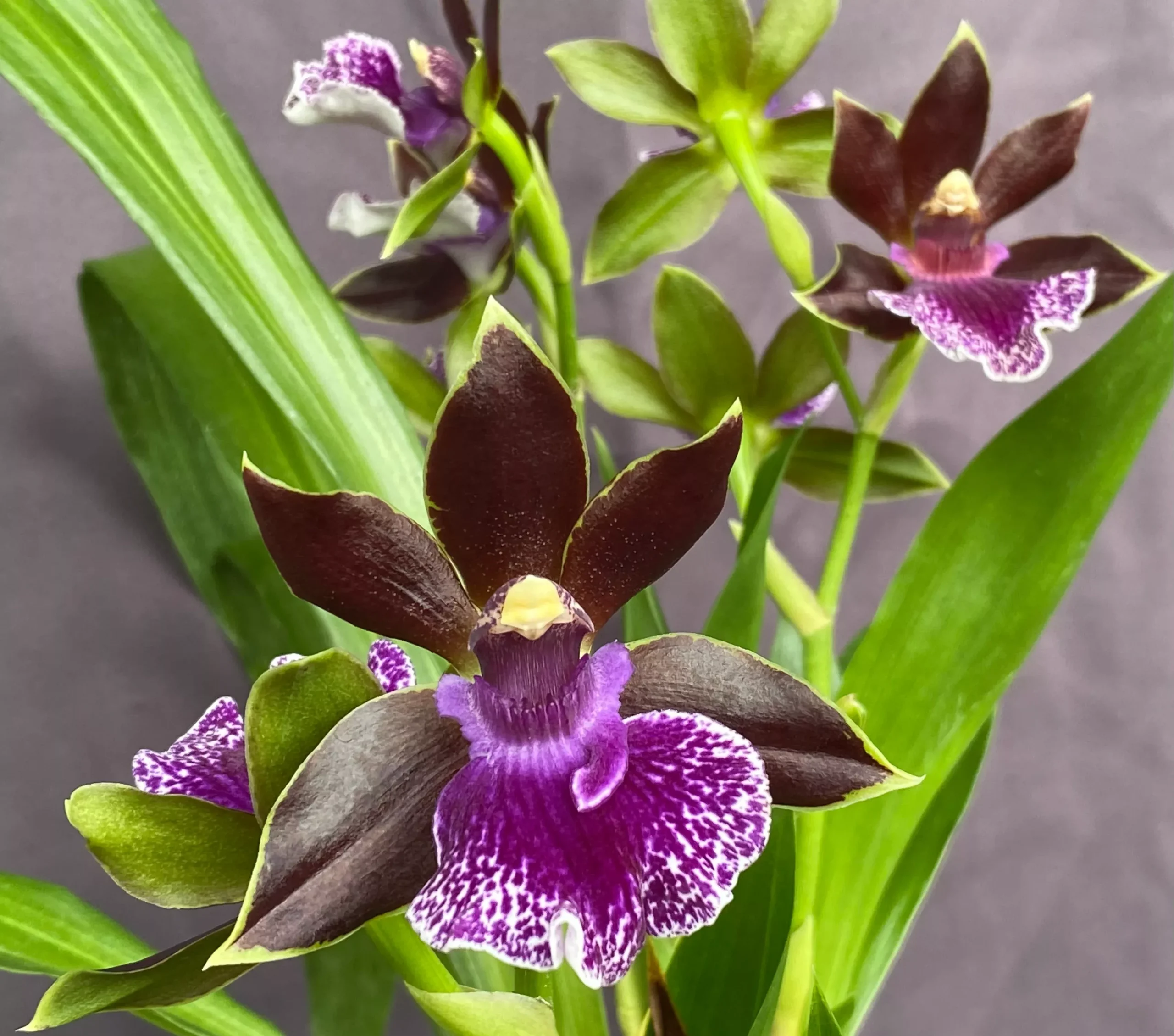 Zygopetalum Debbie De Mello 'Honolulu Baby' 6"