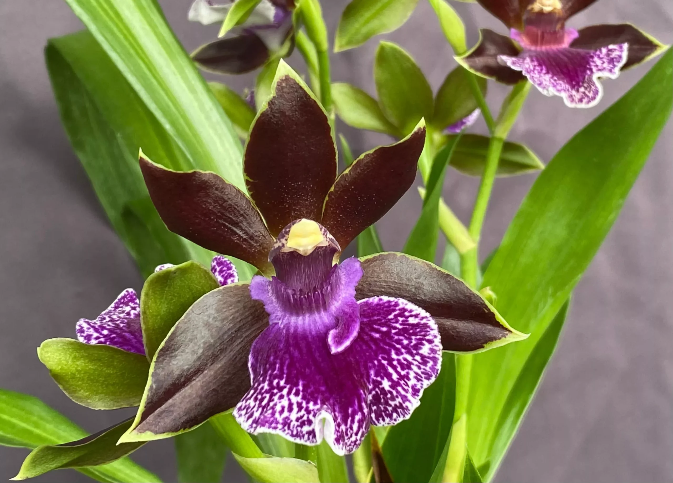 Zygopetalum Debbie De Mello 'Honolulu Baby'