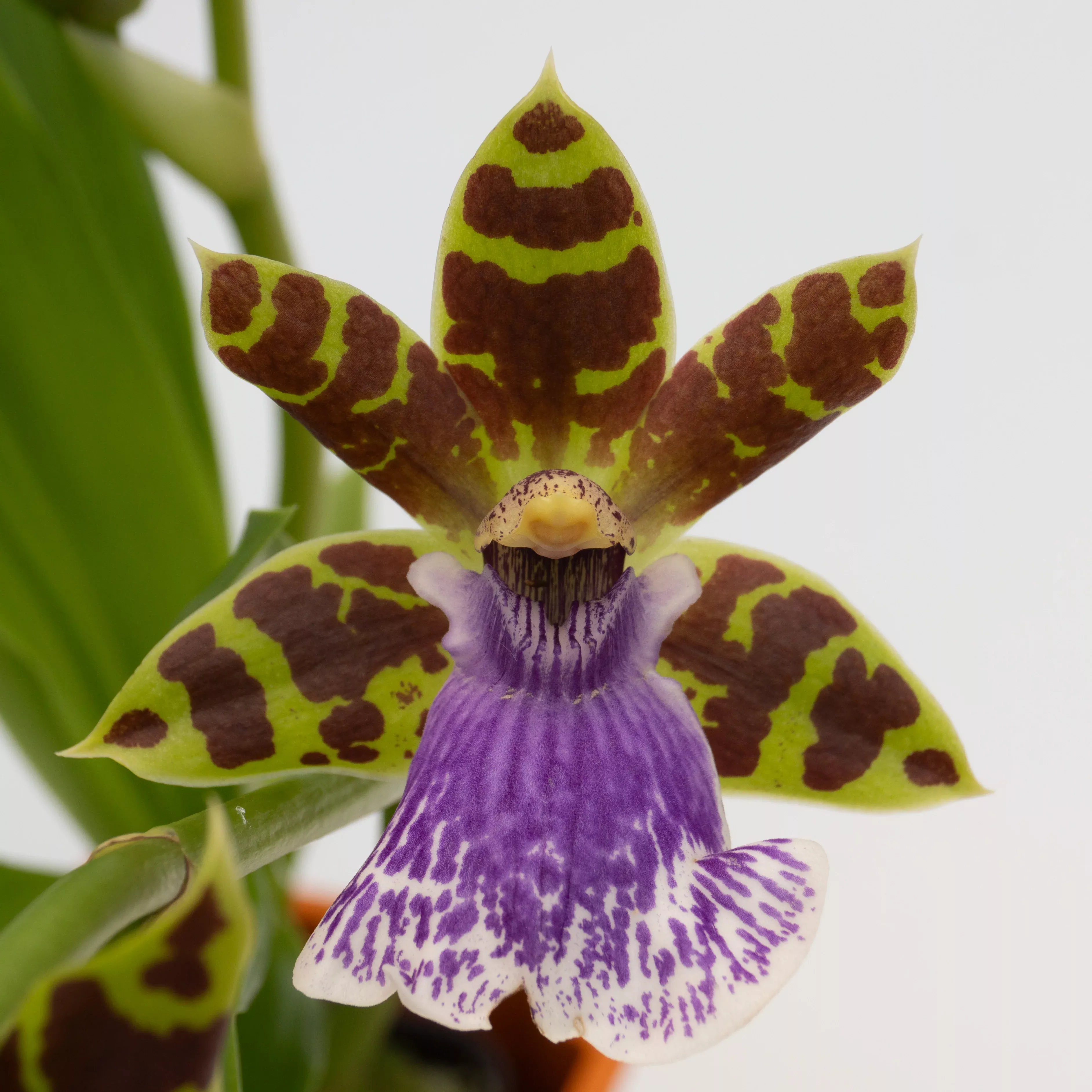Zygopetalum Jumpin Jack