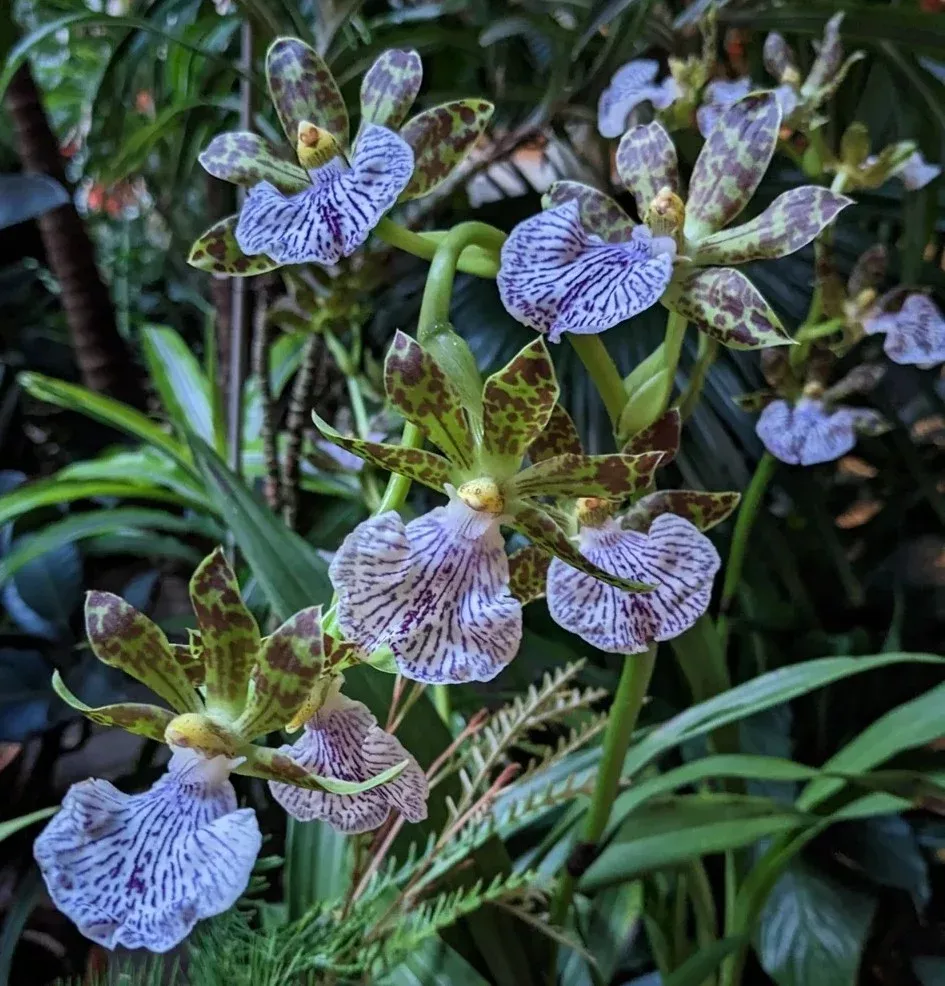 Zygopetalum maculatum (syn.mackayi)