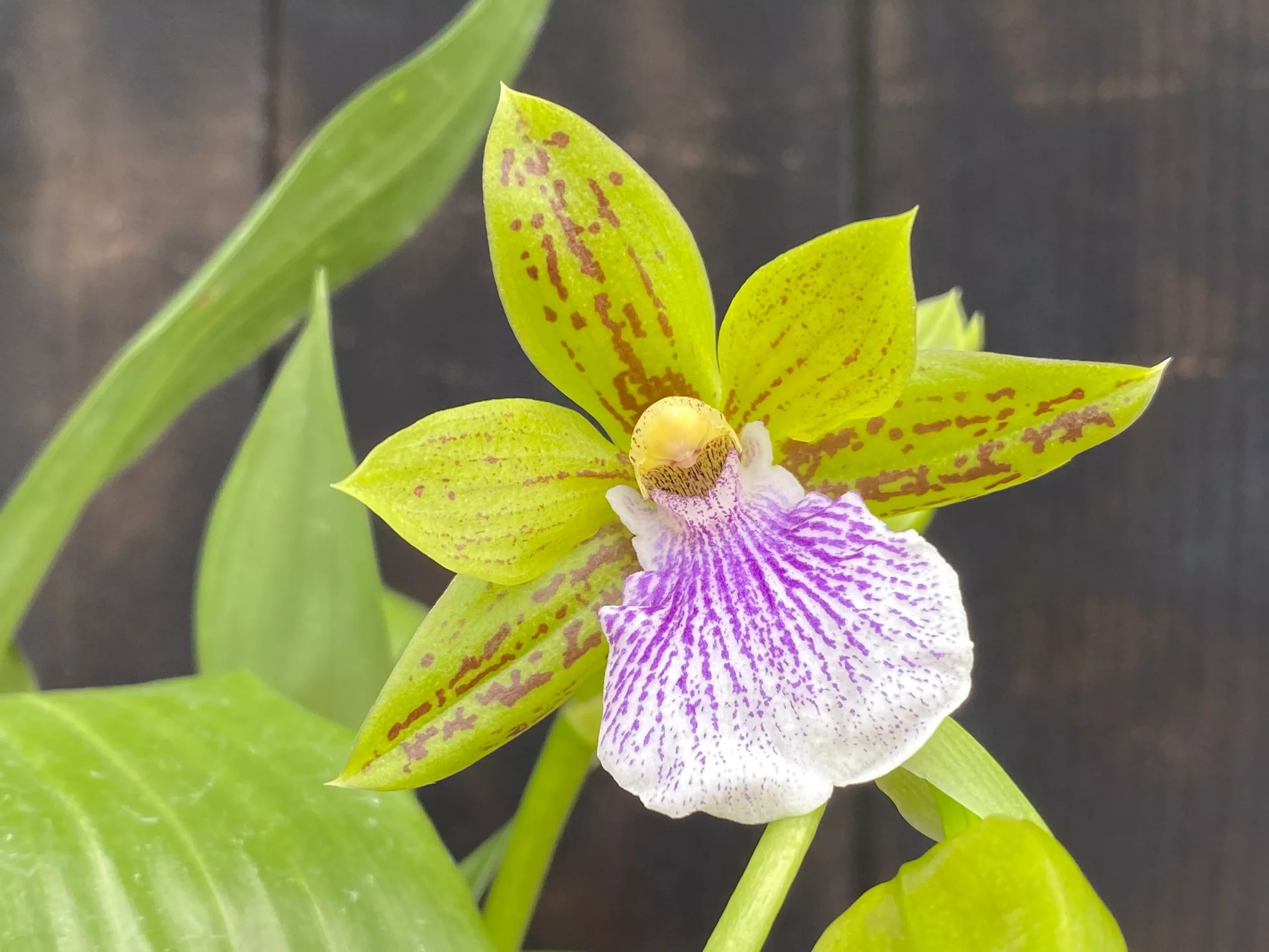 Zygopetalum Sweet Jade 'Sweet Cheyenne'-In Season!