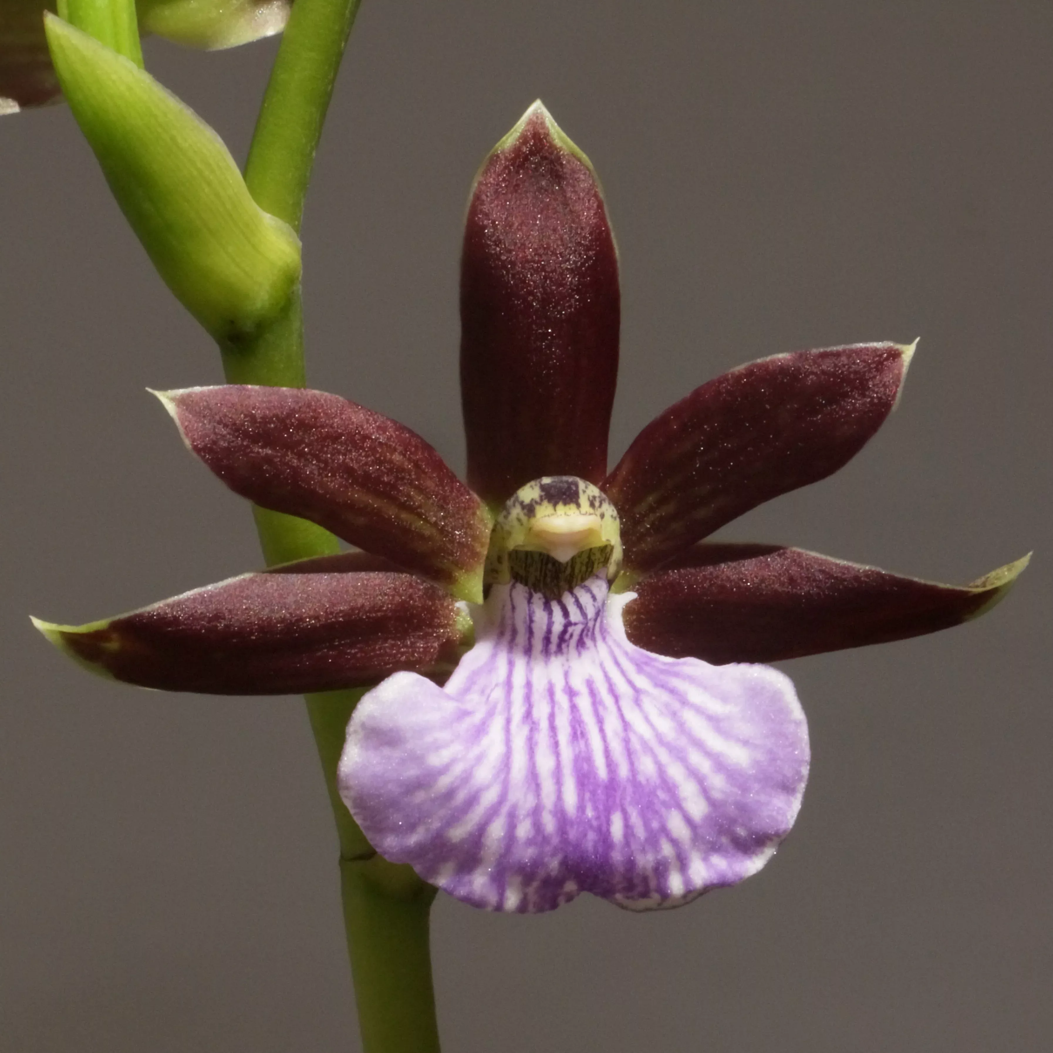 Zygopetalum triste 6"