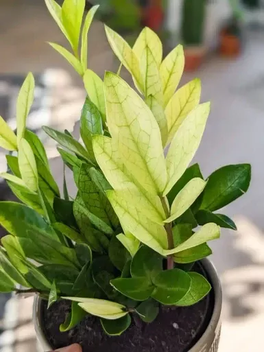 ZZ Chameleon Houseplant