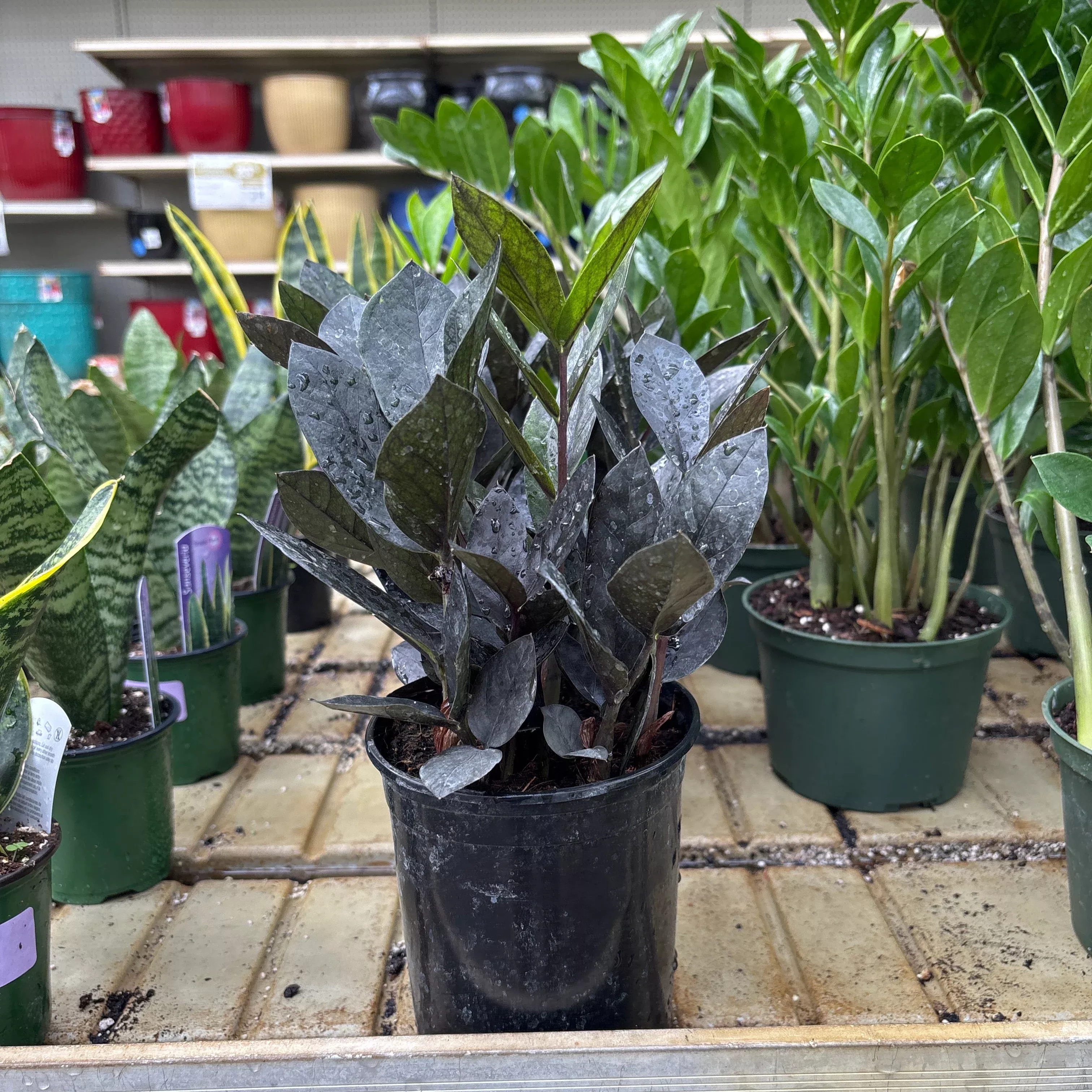 ZZ Everlasting - Zamioculcas zamiifolia - 6" Potted Houseplant