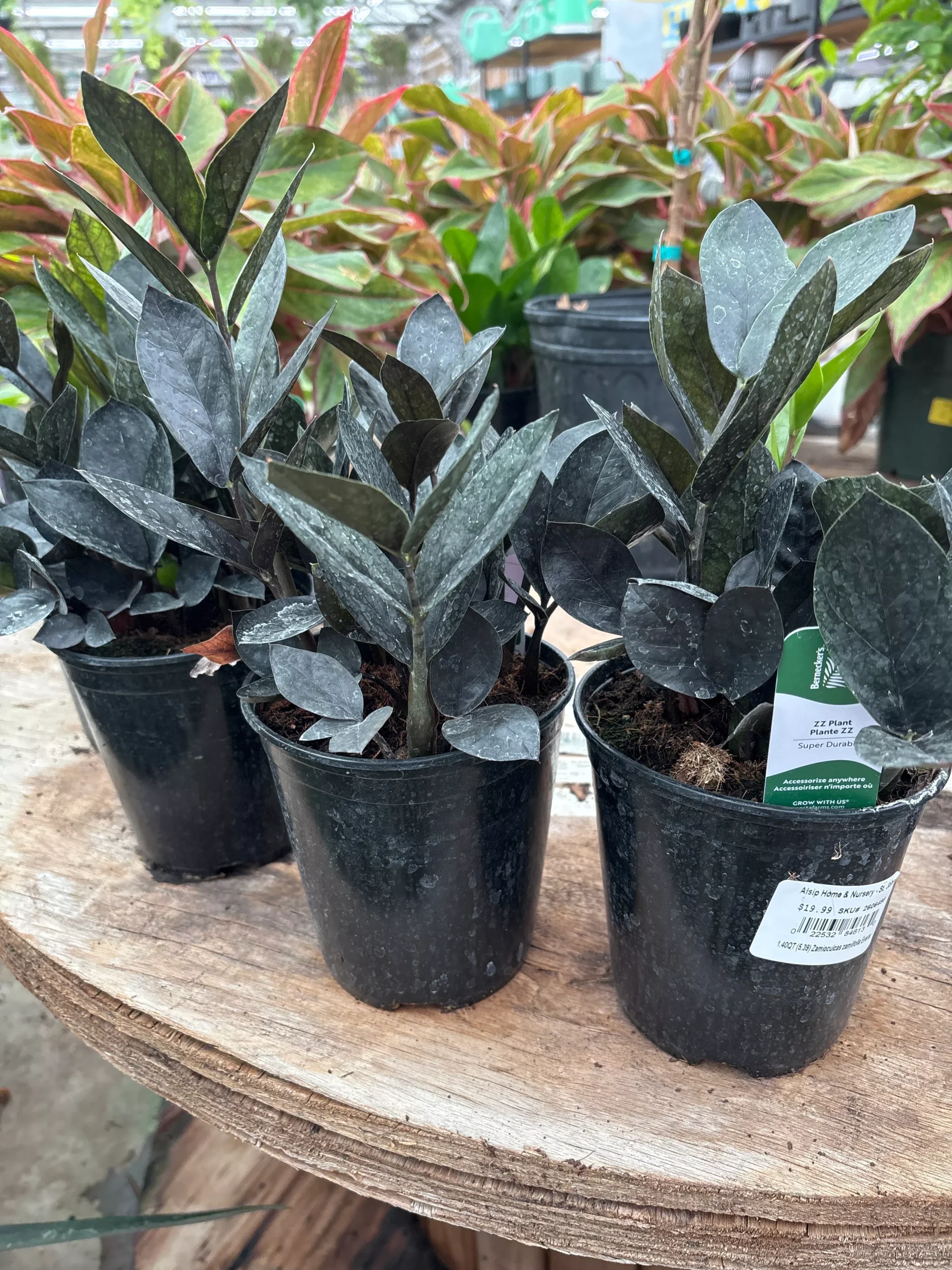 ZZ Plant 'Black Raven' - Zamioculcas zamiifolia 'Dowon' - 6" Potted Houseplant