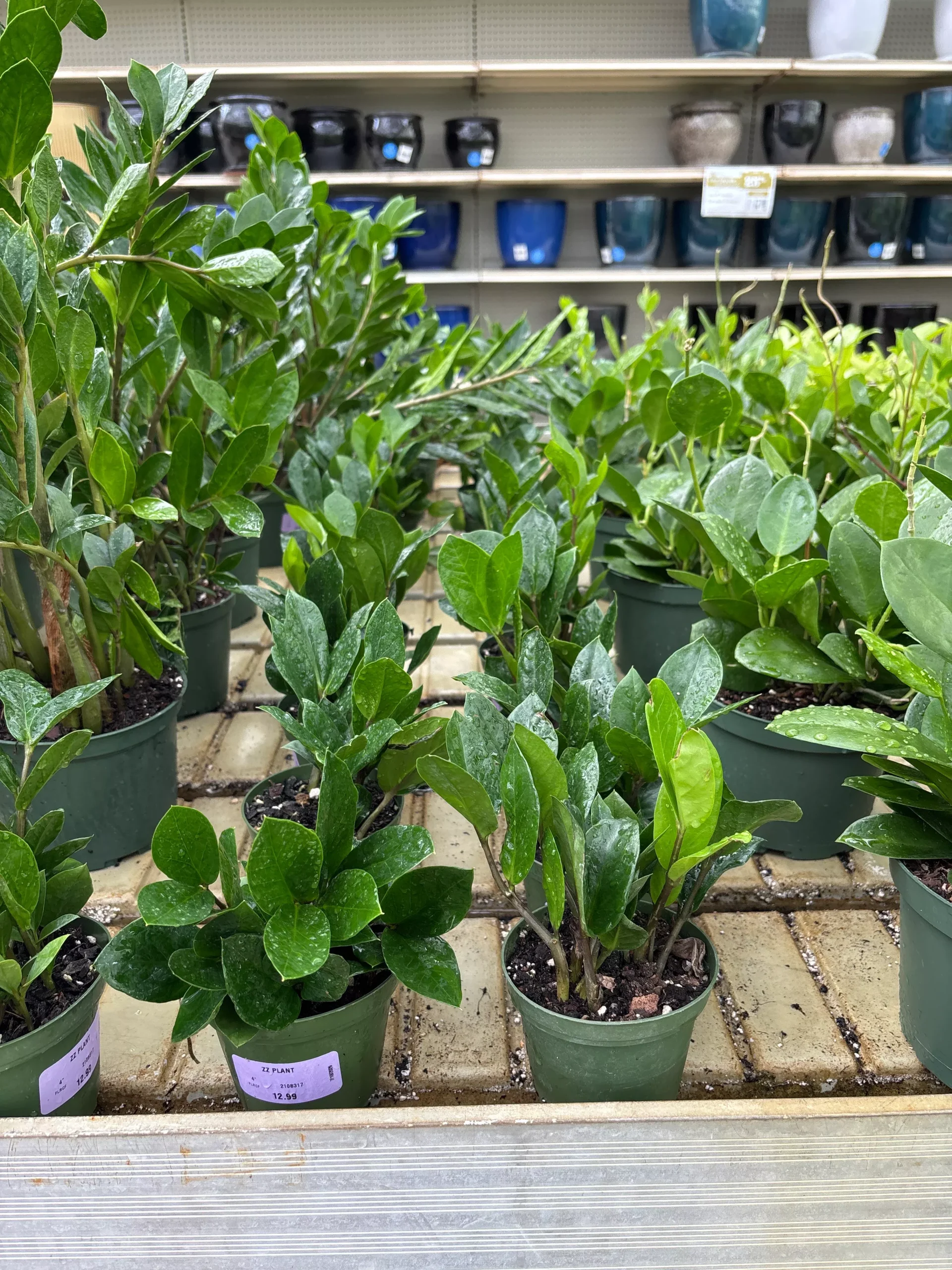 ZZ Plant - Zamioculcas zamiifolia - 4" Potted Houseplant