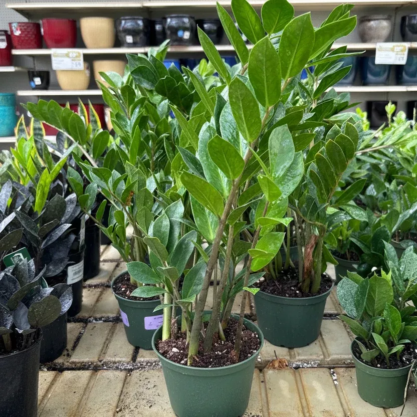 ZZ Plant - Zamioculcas zamiifolia - 6" Potted Houseplant